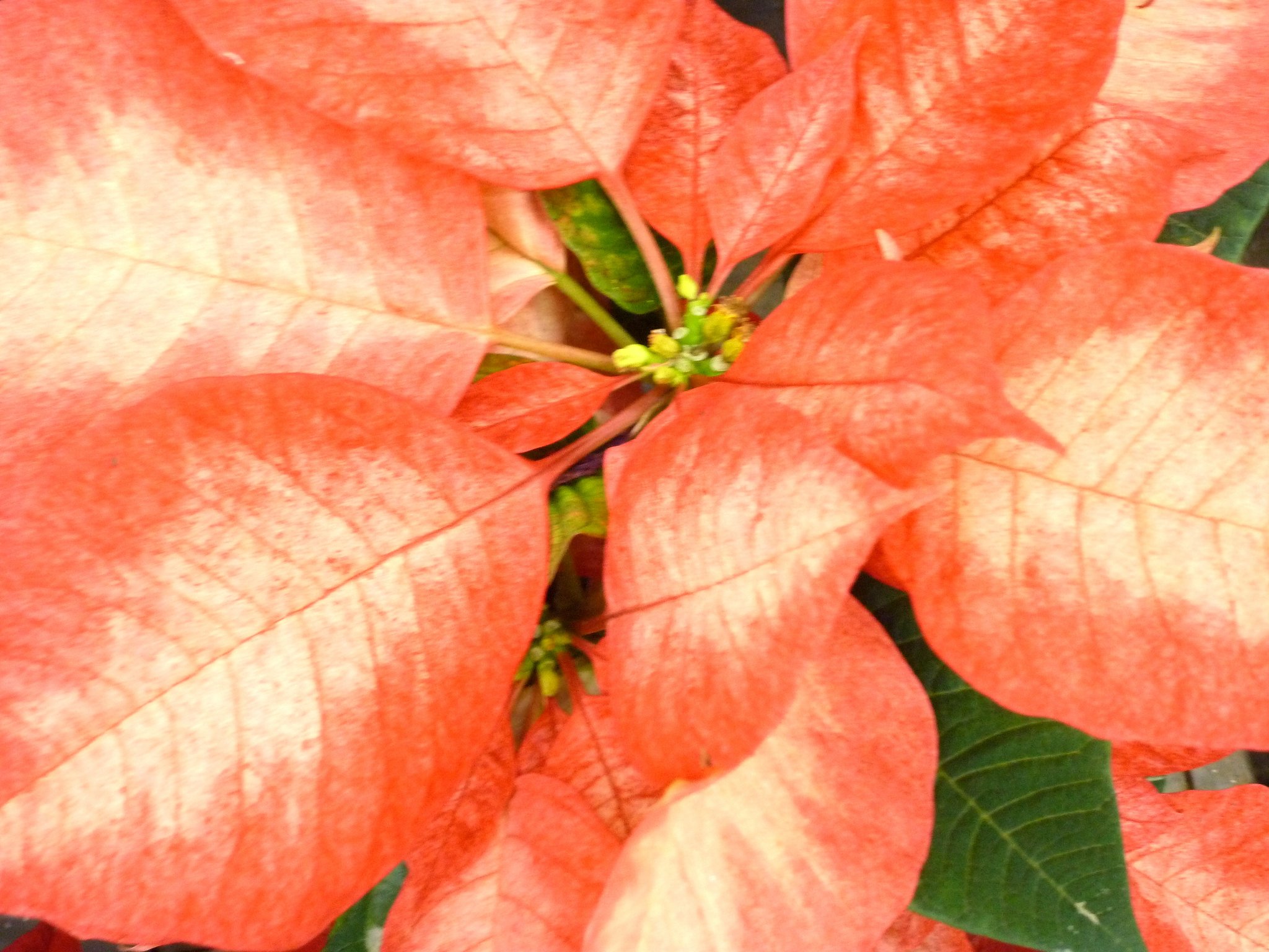クリスマスようの花♪