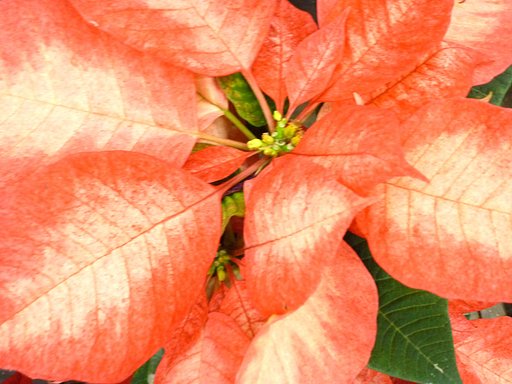 クリスマスようの花♪