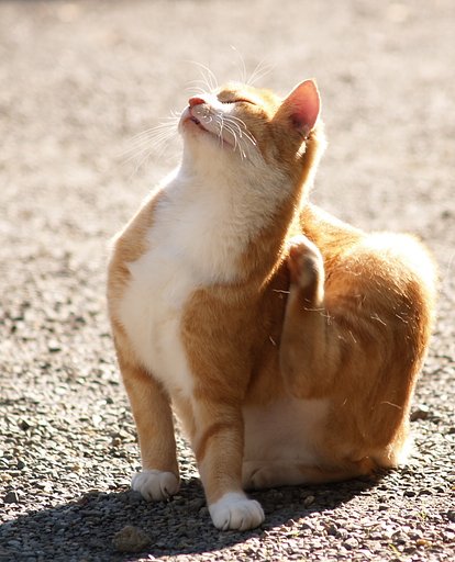 【猫】かい〜の