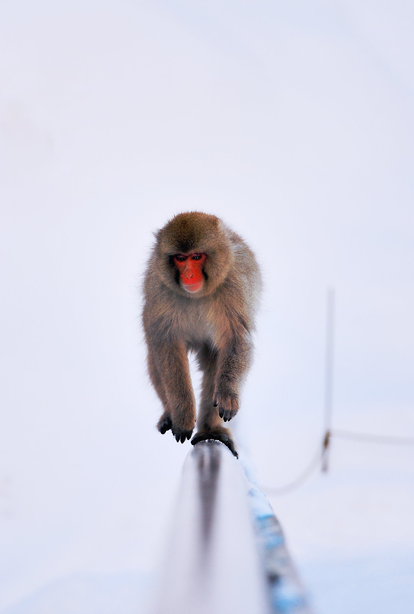 猿　渡