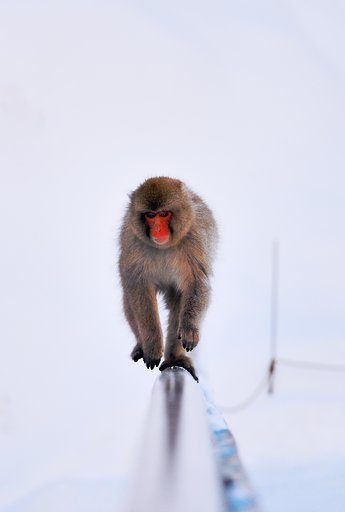 猿　渡