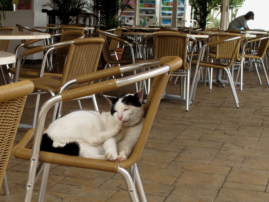 [猫]のんびり〜