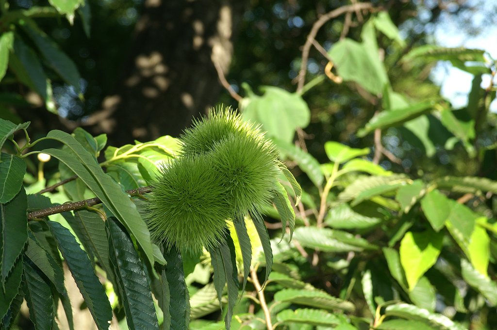 秋の支度