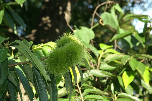 秋の支度