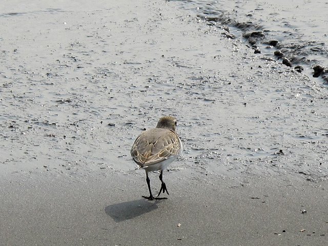 オバシギ