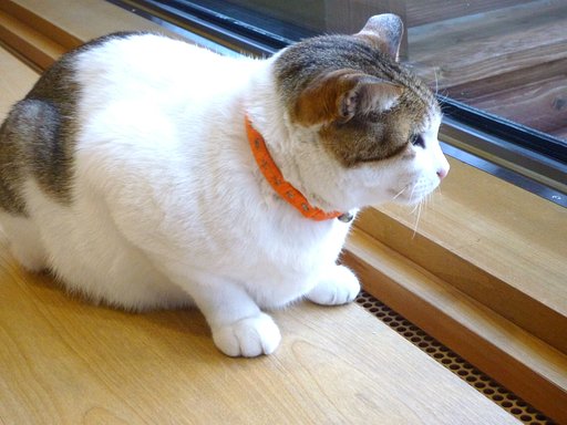 【猫】外は寒いんだろうなぁ・・・