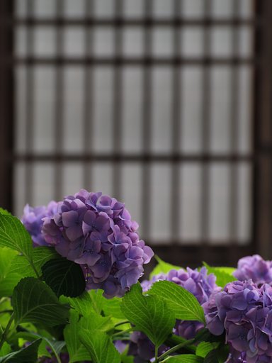 障子の内は・・・