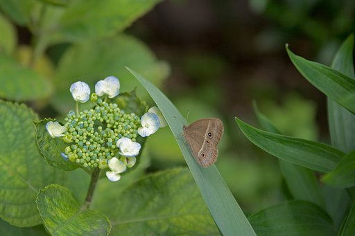 紫陽花偵察隊