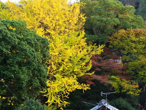 【秋】今年も