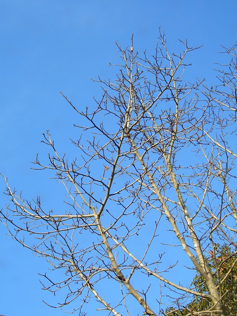 快晴の冬空