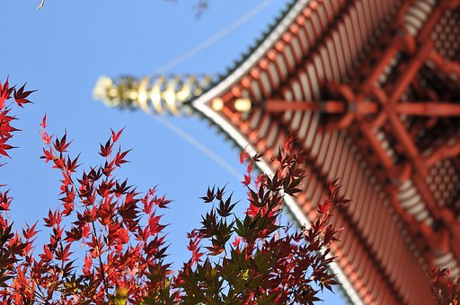 【秋】紅色を競う