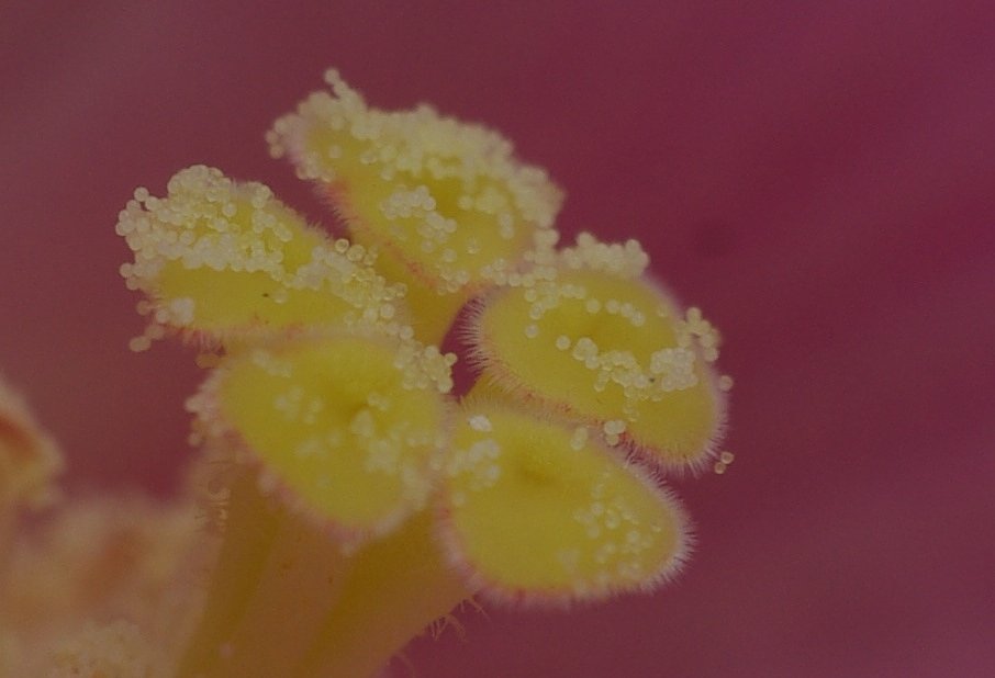 芙蓉・雌蕊・花粉