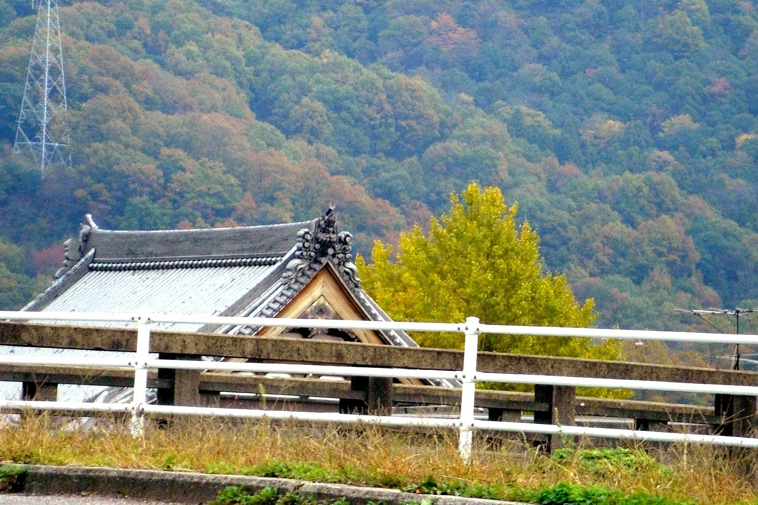 遠謀の銀杏