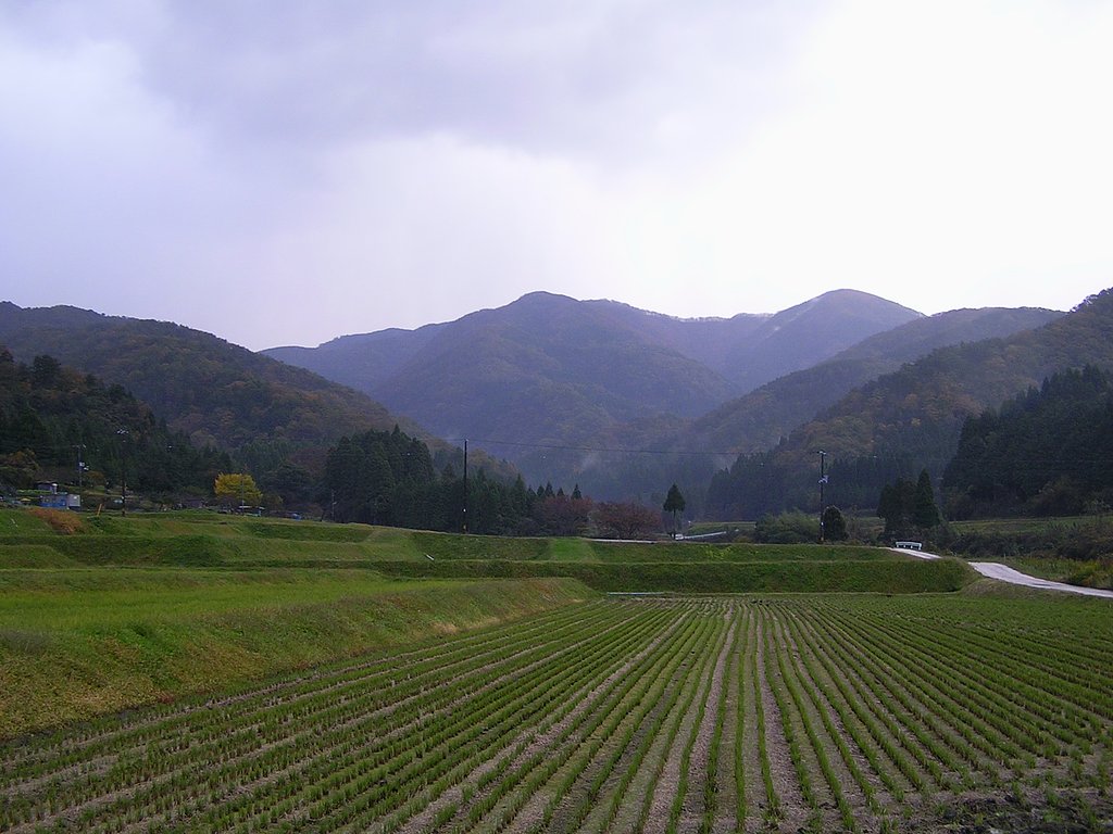 今朝も雨風の朝