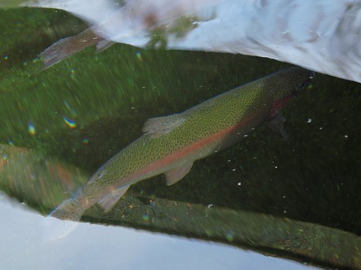 [秋]お魚も秋色