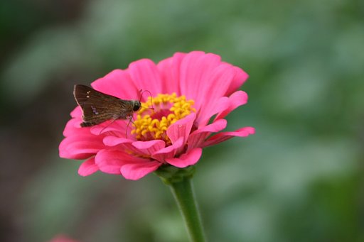 添え物になった百日草