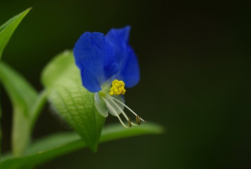 【水】　露草