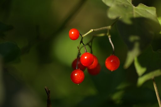 【秋】　真っ赤