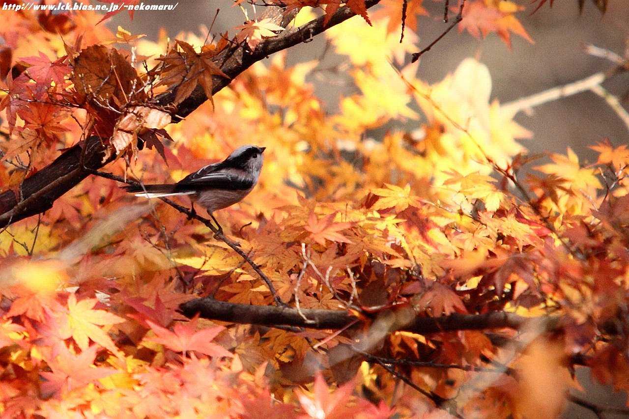 紅と黄色とエナガ