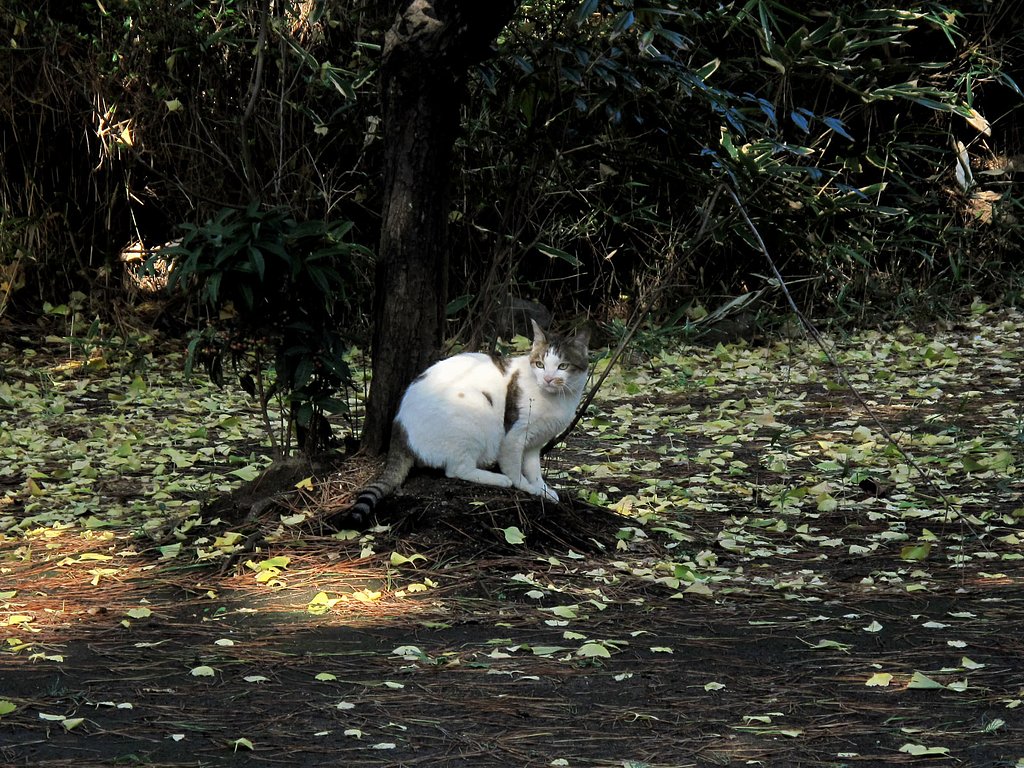 猫
