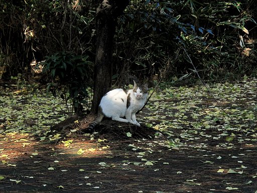 猫