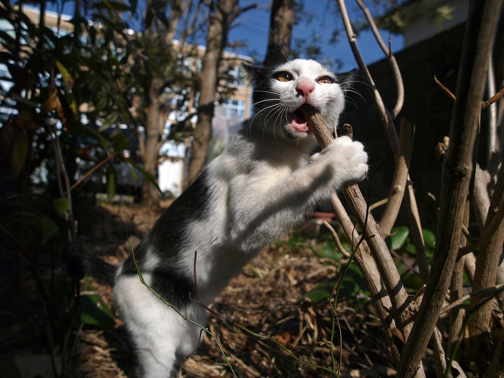 【猫】ササマ