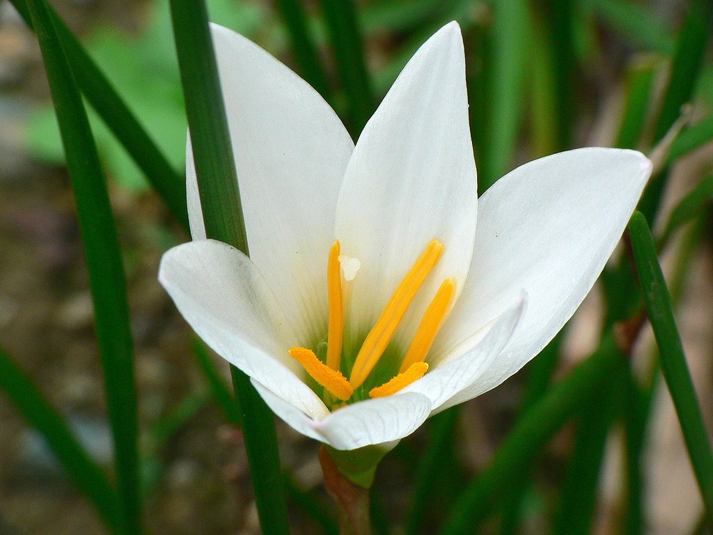 黄色の蕊
