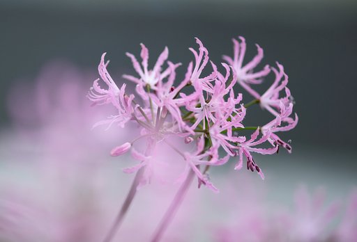 東京の花　ピンク