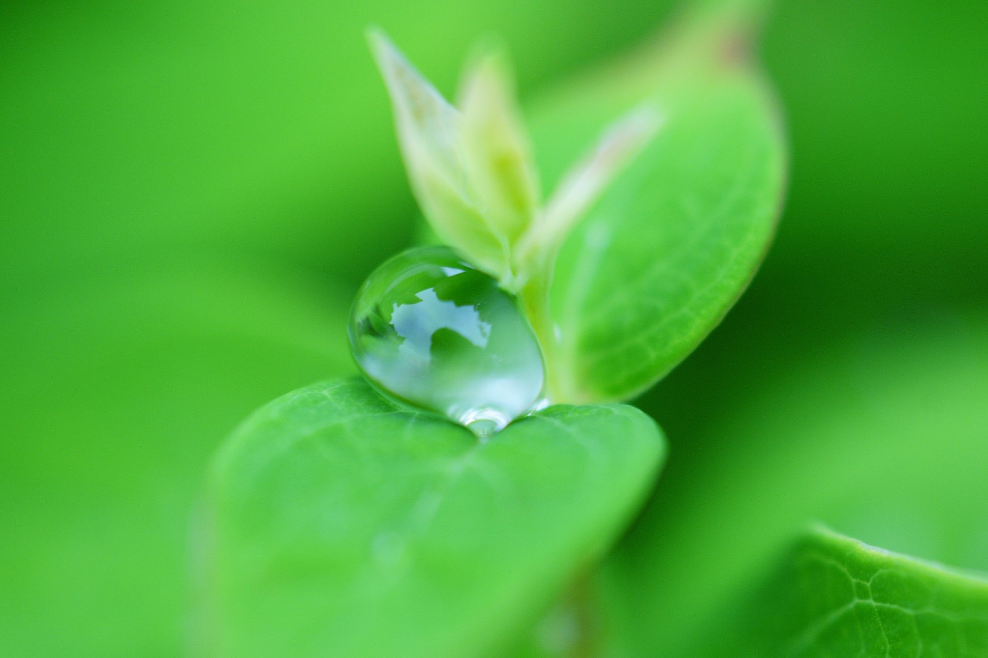 【水】 雨上がり