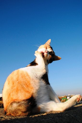 天高く　猫、和んだ秋