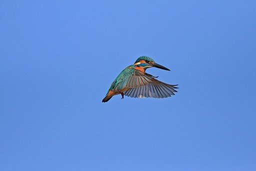 カワセミの雄姿