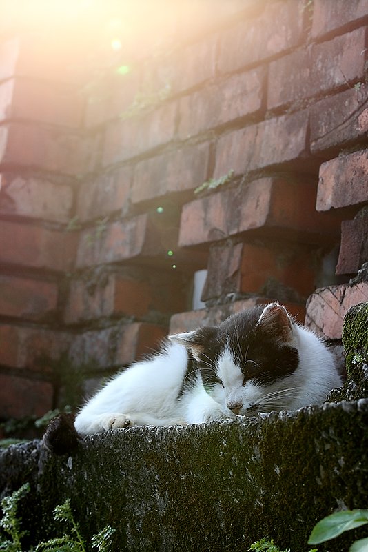台湾 - 猫の楽園