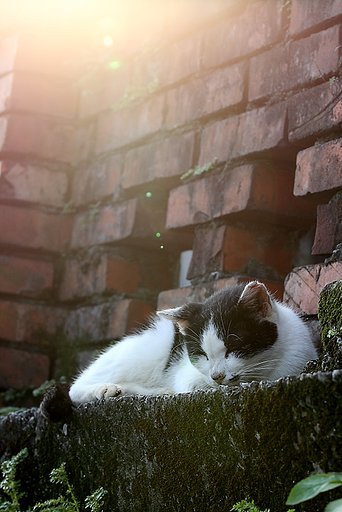 台湾 - 猫の楽園