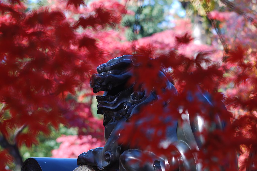 ピークを迎えた豪徳寺の紅葉
