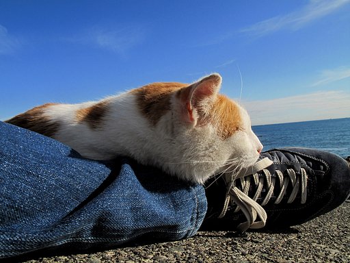 [猫]湘南の日向ぼっこ♪