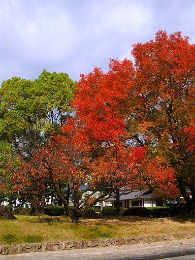 燃える【秋】