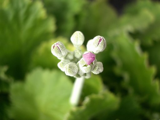 花芽が