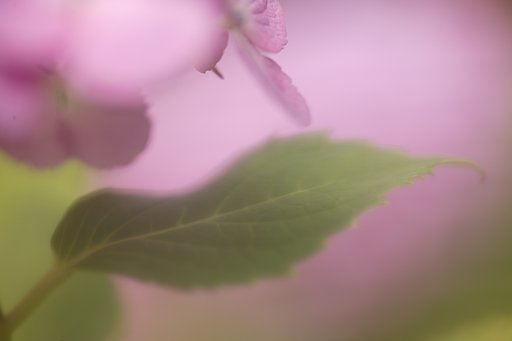僕のあじさいイメージ　
