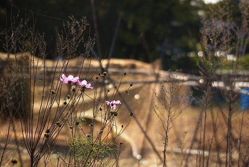 【秋】　名残の秋桜