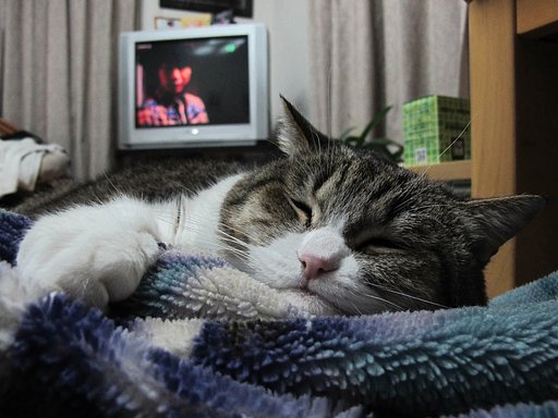 わが家のペット