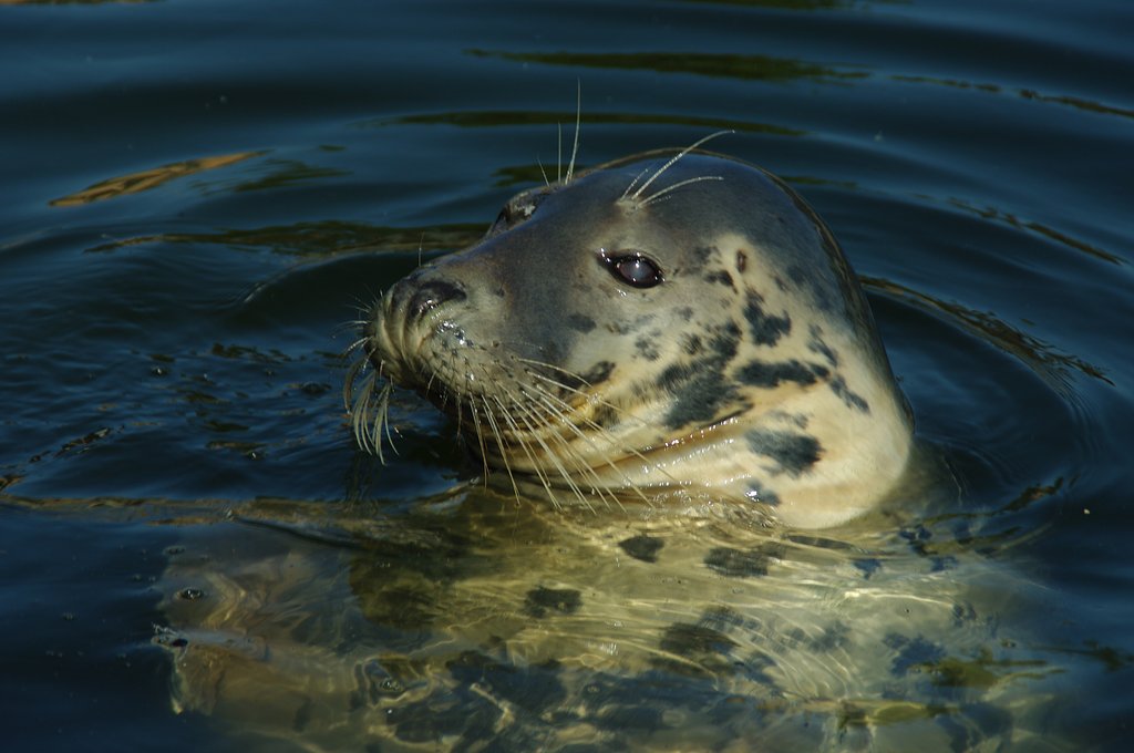 Seal