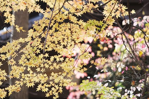 初冬の紅葉