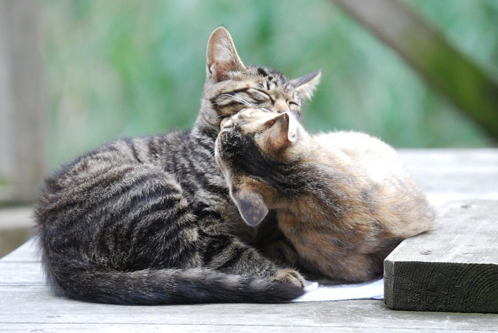 French KISS 【猫】