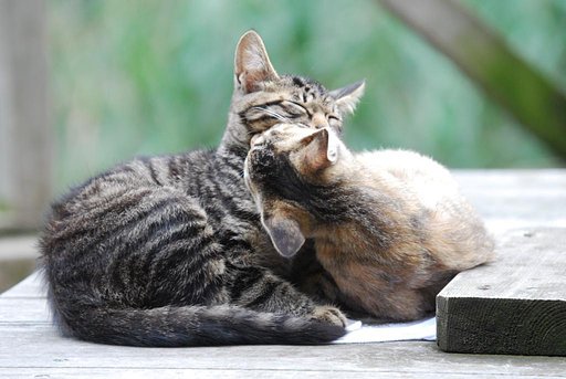 French KISS 【猫】