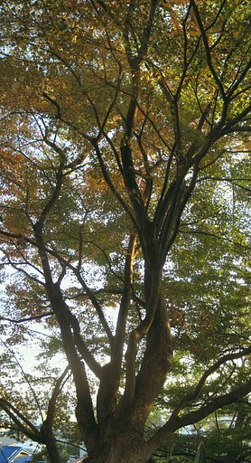 椋の脇を飾るモミジの木