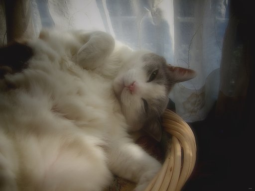 【猫】ふかふか