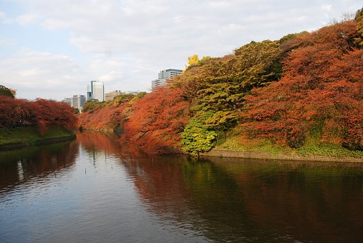 【秋】t千鳥ケ淵の紅葉