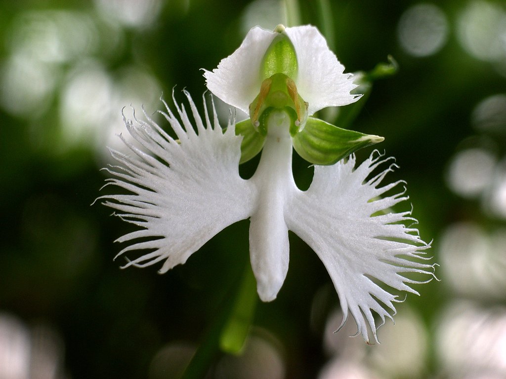 サギ草