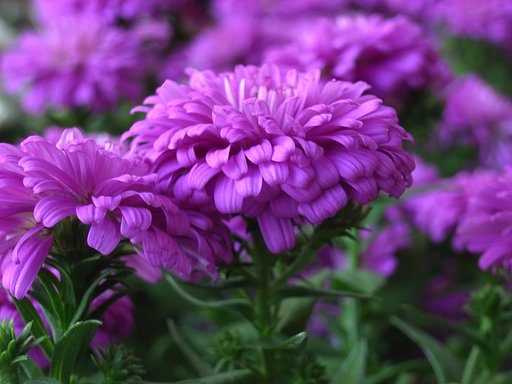 秋の花