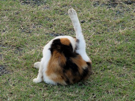 [猫]ちょっと失礼